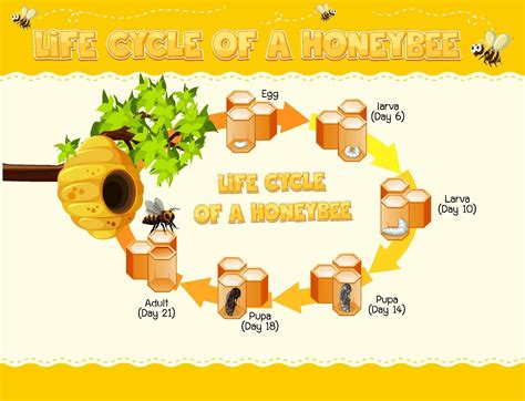 free honey biology haters|Cycle 1 .